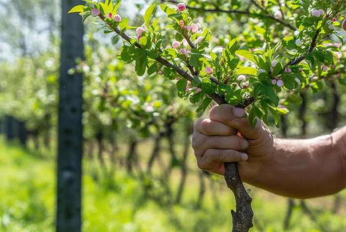 百度生活网龙眼大剪修怎样修；龙眼怎么修剪才开花