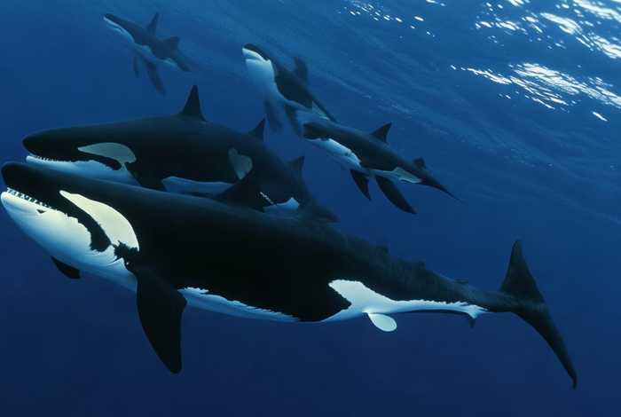 虎鲸捕食大白鲨(虎鲸捕食大白鲨有多厉害) 虎鲸捕食大白鲨(虎鲸捕食大白鲨有多厉害)