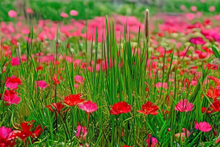 火烈鸟生活习性可打印，火烈鸟生活的地方的植物