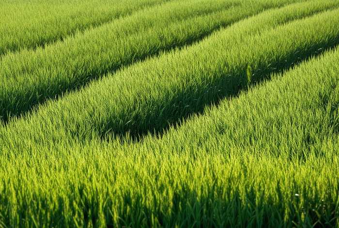 昌邑生姜种植时间;昌邑生姜种植时间最新 昌邑生姜种植时间;昌邑生姜种植时间最新