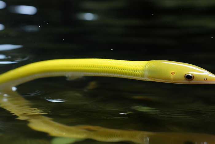 黄鳝的主要特征 黄鳝的主要特征是什么