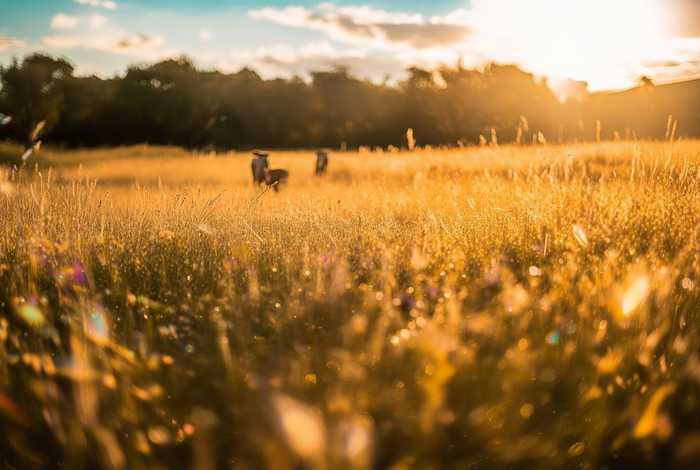 金色的草地生活中观察到了什么，金色的草地生活中观察到了什么和什么