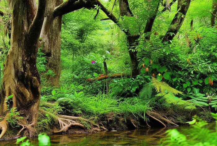 福建野生动植物数据库；福建野生动植物数据库有哪些