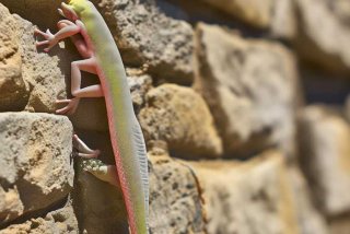 壁虎的习性作业 壁虎的特点和作用的作文