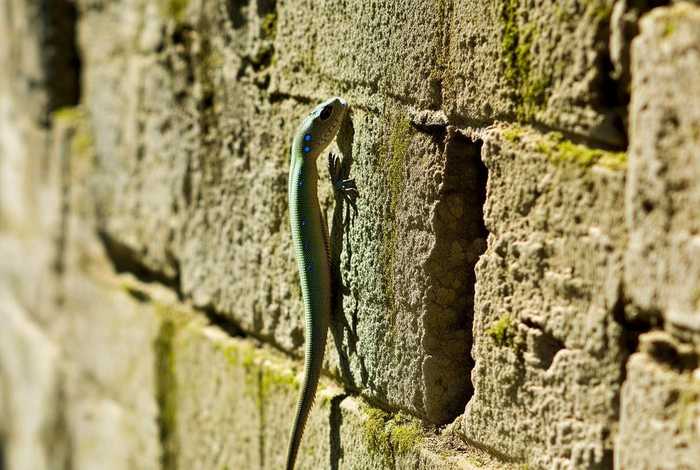 壁虎的生活特征 壁虎的特征与生活环境