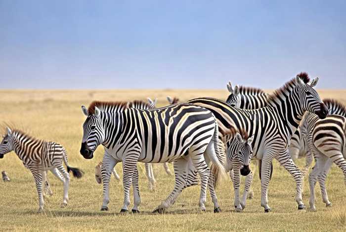 斑马的生活习性，斑马的特征和生活特点