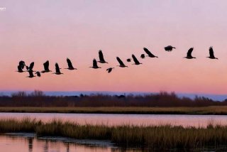 大雁的生活日记 大雁的生活日记怎么写