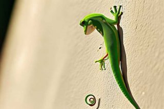 壁虎的主要特征、壁虎的主要特征简短押韵句子