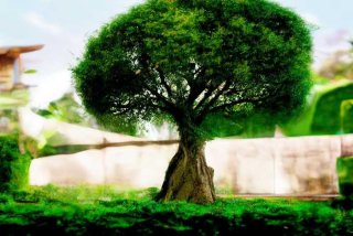 发财树的生活环境、发财树的生活环境形态结构植物高