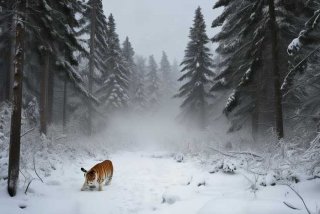 东北虎的生活环境是什么；东北虎的生活环境是什么样的