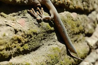 壁虎的特征与生活环境；壁虎的特征与生活环境有关吗