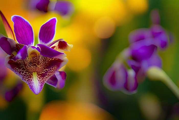 兰花的生活特性（兰花的生活特性颜色）