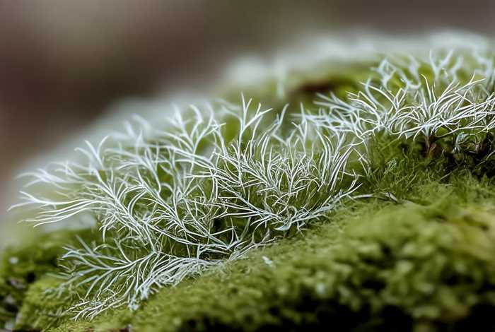 葫芦藓的构成（葫芦藓的构成部分是哪些）