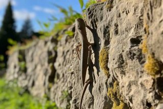 壁虎的生活方式和环境特点，壁虎的生活方式和环境特点是什么