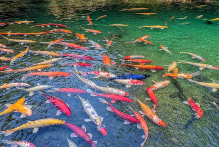 鲤鱼生活在哪里的,鲤鱼生活在哪里的视频 鲤鱼生活在哪里的,鲤鱼生活在哪里的视频