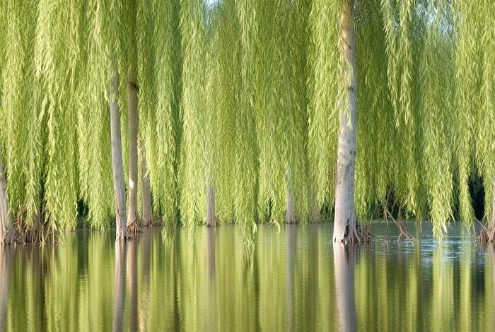 柳树的习性是什么，柳树的特点是什么？