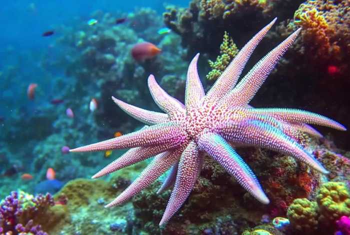 海星一般生活在哪里；海星生活在哪里画一画