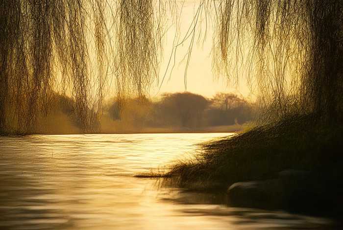 柳树的生活环境？简单回答 - 柳树的生活环境？简单回答句子