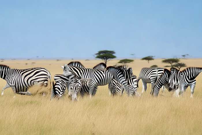 斑马的生活特征、斑马的生活特征和生活方式