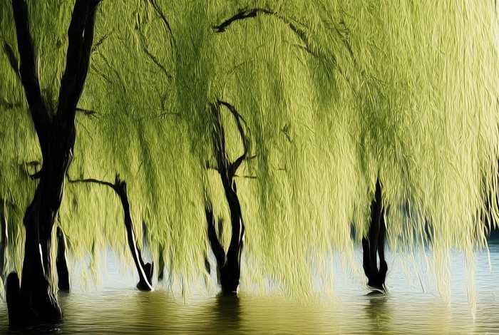 柳树生活习性的图片介绍（柳树的生活特征）