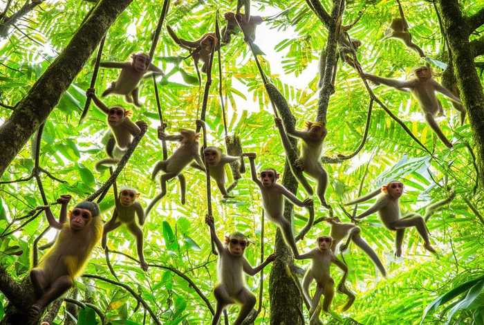猴群生活视频 猴群生活视频在线观看 猴群生活视频 猴群生活视频在线观看