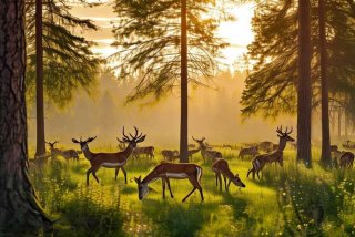 鹿主要生活在哪，鹿主要生活在哪里