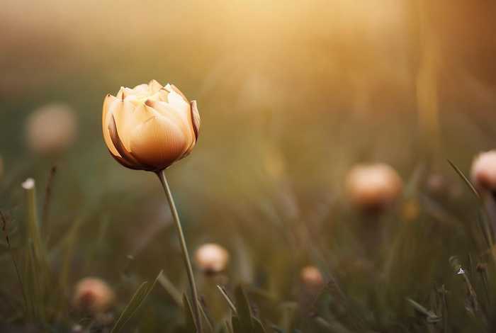 夹心生活 花开无叶，夹心生活 花开的表情txt