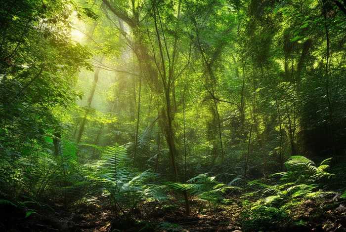 广斧螳螂生活在什么地方，广斧螳螂长什么样子