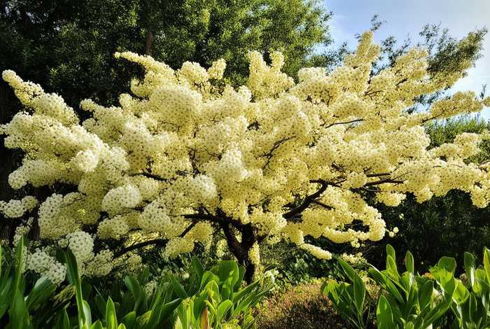 桂花的生活环境特点 - 桂花的生活环境特点有哪些 桂花的生活环境特点 - 桂花的生活环境特点有哪些