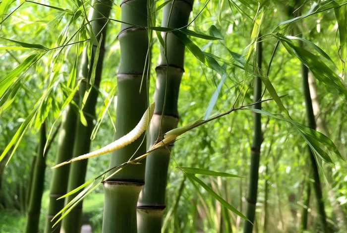 蚕的生活环境饮食习惯，蚕的生活环境在哪里