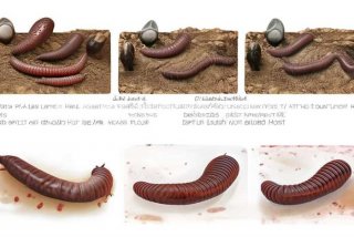 简述蛔虫的生活史及致病性；简述蛔虫的生活史及致病性特点