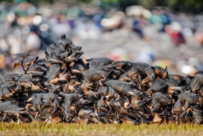 狼蛛的家庭生活、狼蛛的家庭生活阅读感受二十字