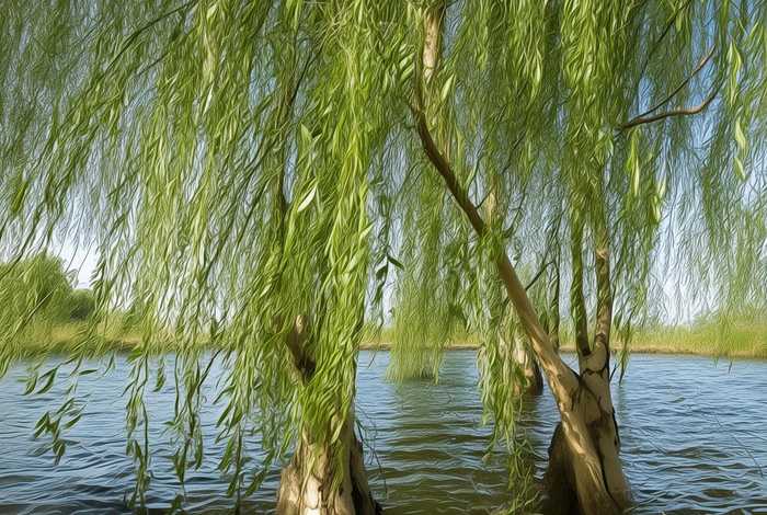 柳树的生活环境和生物特征 - 柳树的生活环境和生物特征图片