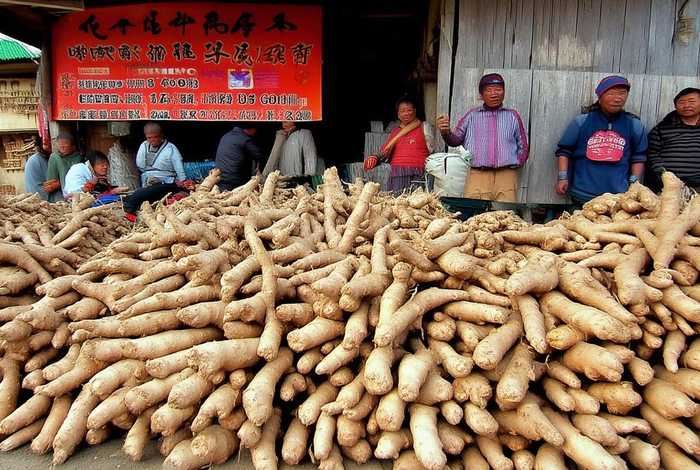 莱芜生姜简介 - 莱芜生姜批发基地电话 莱芜生姜简介 - 莱芜生姜批发基地电话