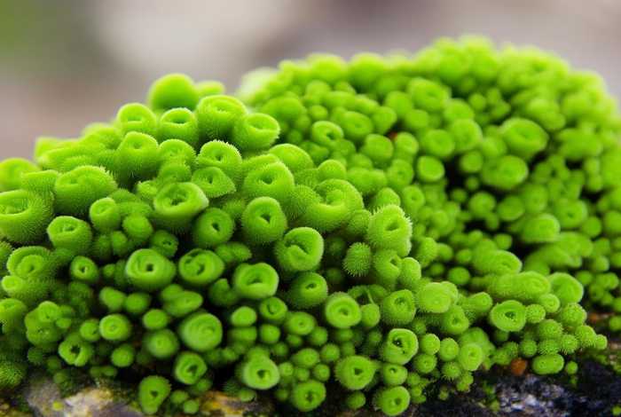 葫芦生长过程图片记录 - 葫芦生长过程图片记录大全 葫芦生长过程图片记录 - 葫芦生长过程图片记录大全