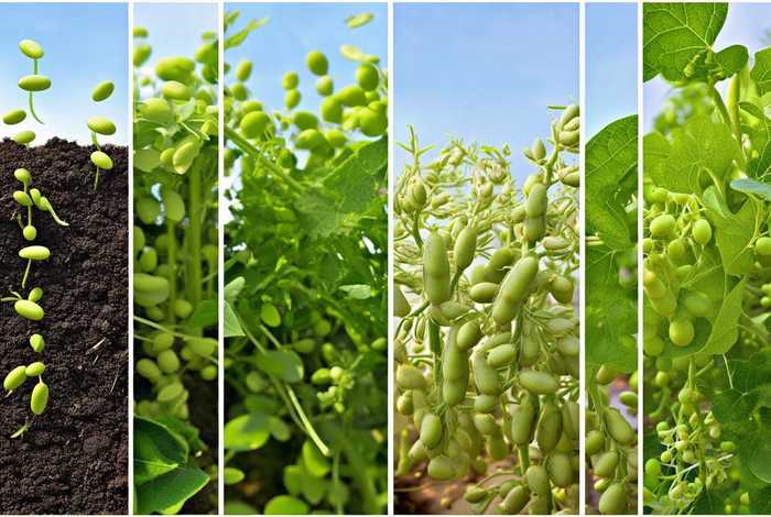 毛豆的生长过程六个时期；毛豆的生长过程六个时期图片