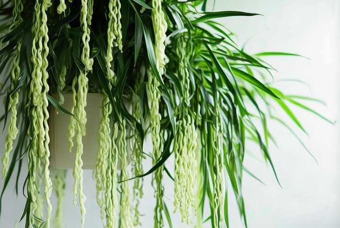 吊兰的生活环境和习性；吊兰的生活环境和形态特征