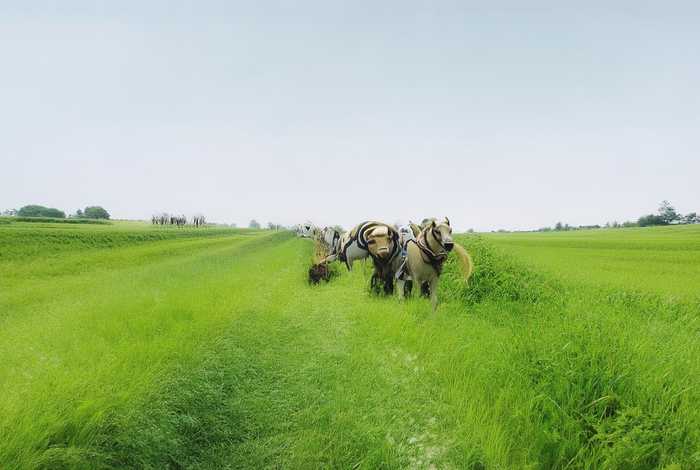 古代农家子的上进生活全文免费、古代农家的上进生活全文免费阅读