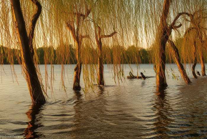 柳树的生活环境生物特征是什么？，柳树的生活环境生物特征是什么呢