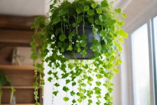 吊兰的生长特点有哪些 - 吊兰的生长特点有哪些作文