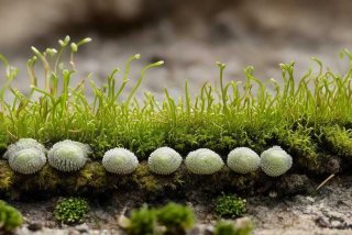 地钱生活史图片；地钱的生活史图