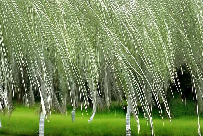 柳树的生活环境及形态特征（柳树的生活环境及形态特征描写）