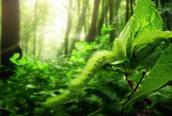 毛毛虫生长在哪；毛毛虫生长在哪里