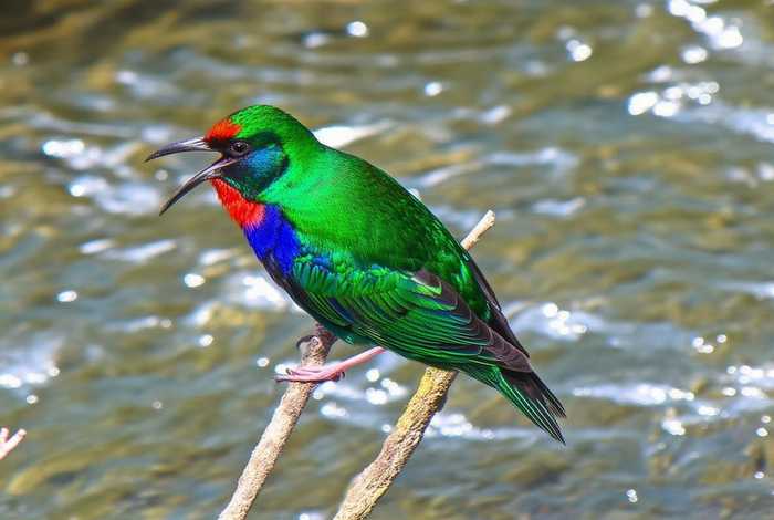翠鸟的生活习性和特点，翠鸟的特点和生活方式