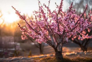 伽小小说哔哩哔哩，伽小小说哔哩哔哩桃花依旧笑寒风