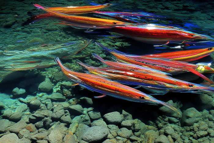 鲫鱼的生活环境及钓法，鲫鱼的生活环境及钓法大全