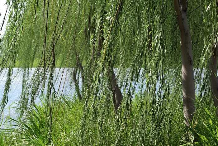 柳树的生长特点是什么，柳树的生长特点是什么意思