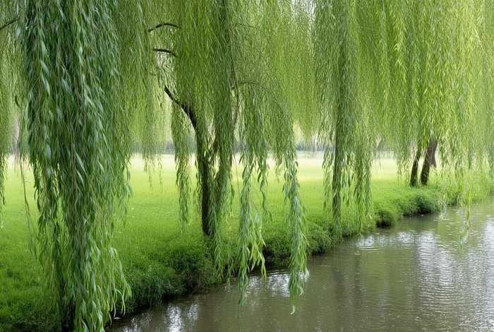柳树的生活环境（柳树的生活环境和特征是什么）