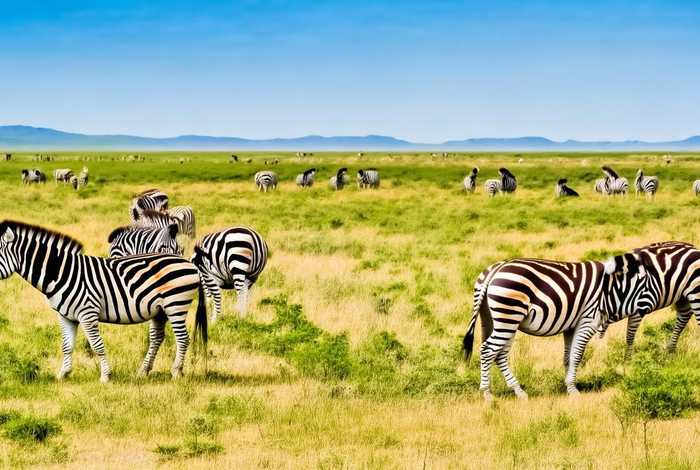 斑马生活在北热带还是南热带 - 斑马生活在北热带还是南热带呢