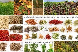 常见中草药图片大全；常见的中草药大全名字和图片